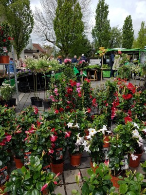 IMG-20190428-WA0018