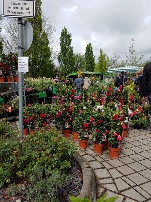 IMG-20190428-WA0020